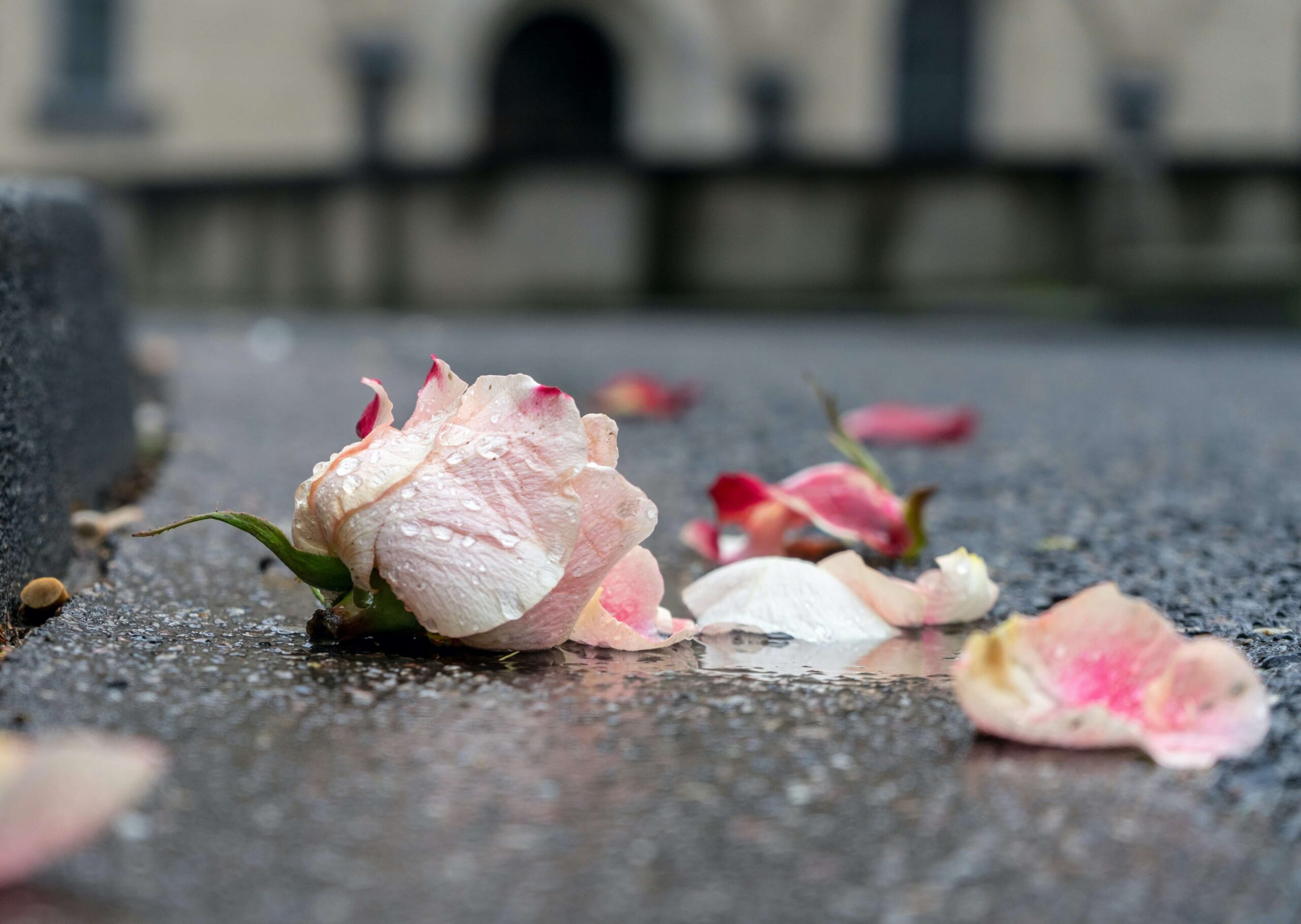 τριαντάφυλλο στον δρόμο σαν μεταφορά για την απώλεια κύησης, νεογνική απώλεια, αποβολή